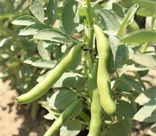 Haricots de jardin / Garden beans
